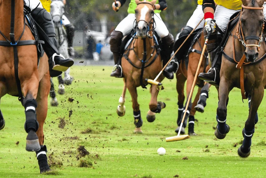 Polo